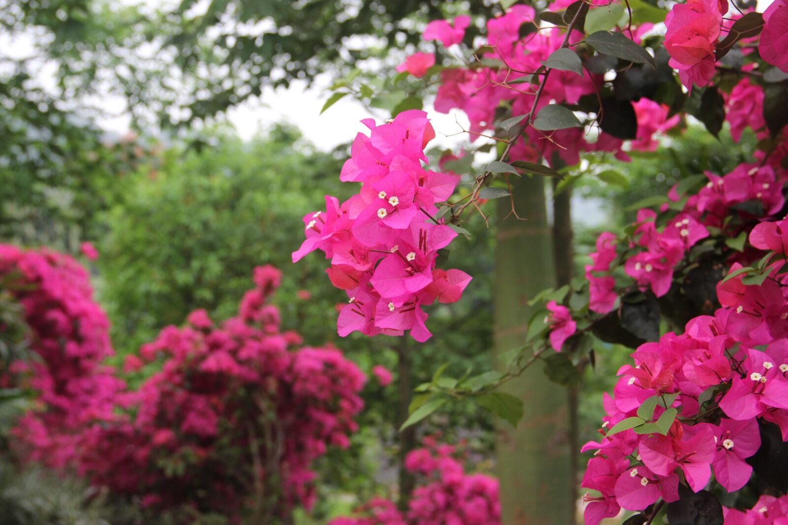 Canon EOS 600D (Rebel EOS T3i / EOS Kiss X5) sample photo. Bougainvillea, flower, plant photography