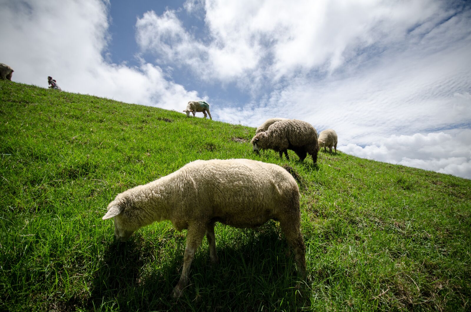 Nikon D7000 sample photo. Flock of sheep, sheep photography