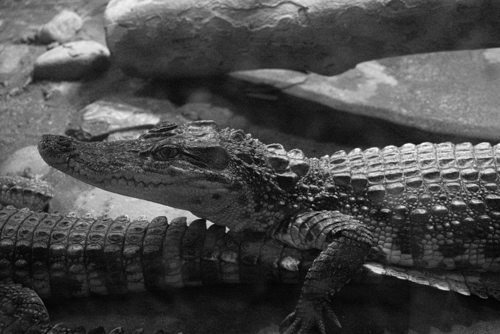 Nikon D3400 sample photo. Crocodile, reptile, cold-blooded animal photography