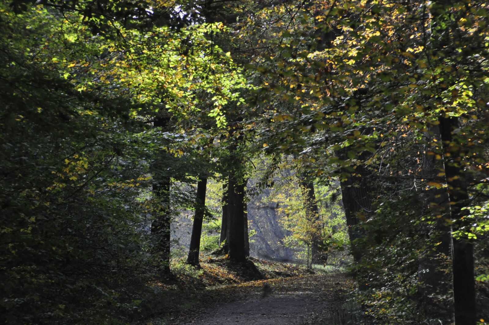 Nikon D90 sample photo. Stuttgart, wildlife park, autumn photography