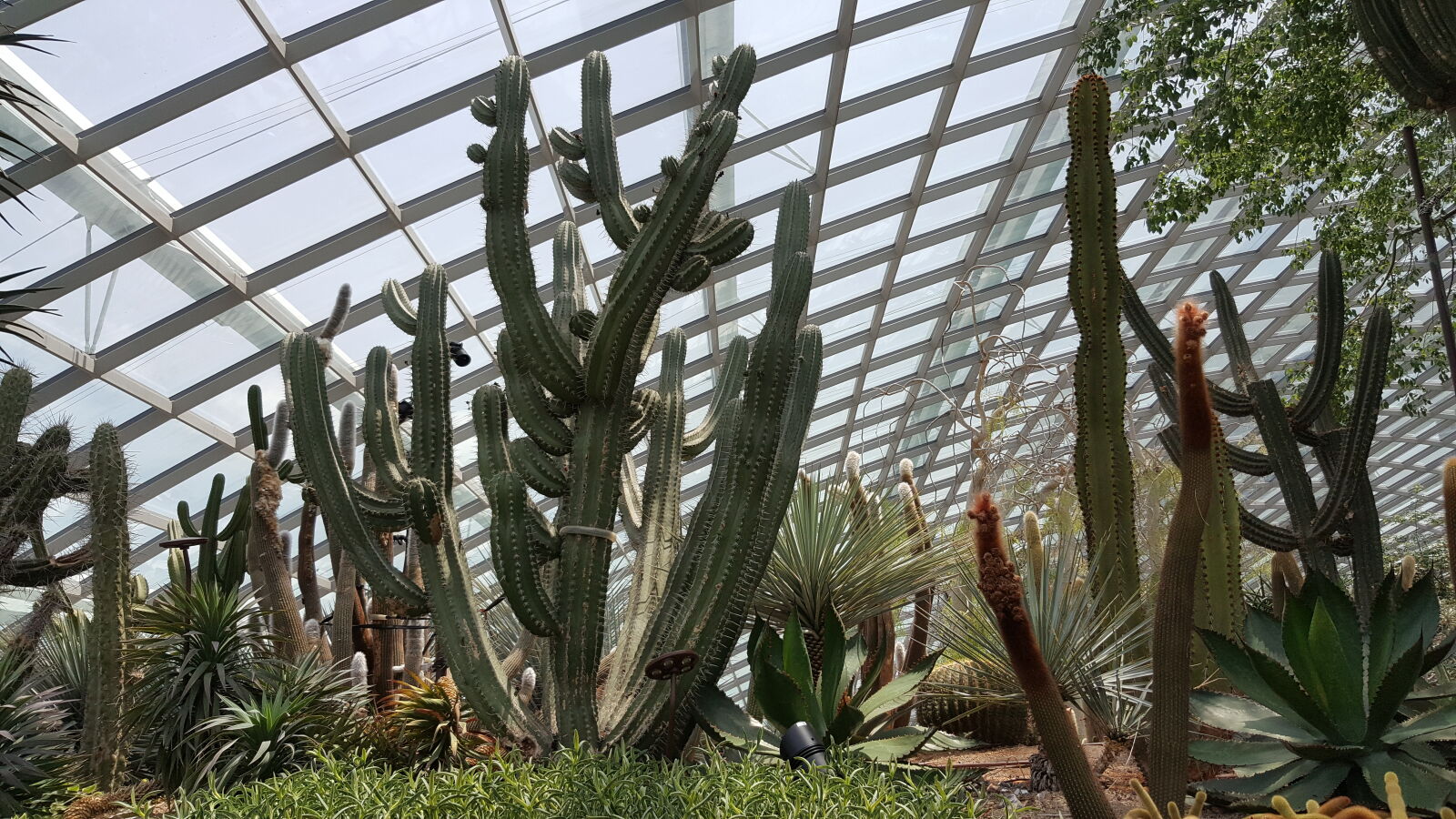 Samsung Galaxy Note5 sample photo. Cactus, garden, by, the photography