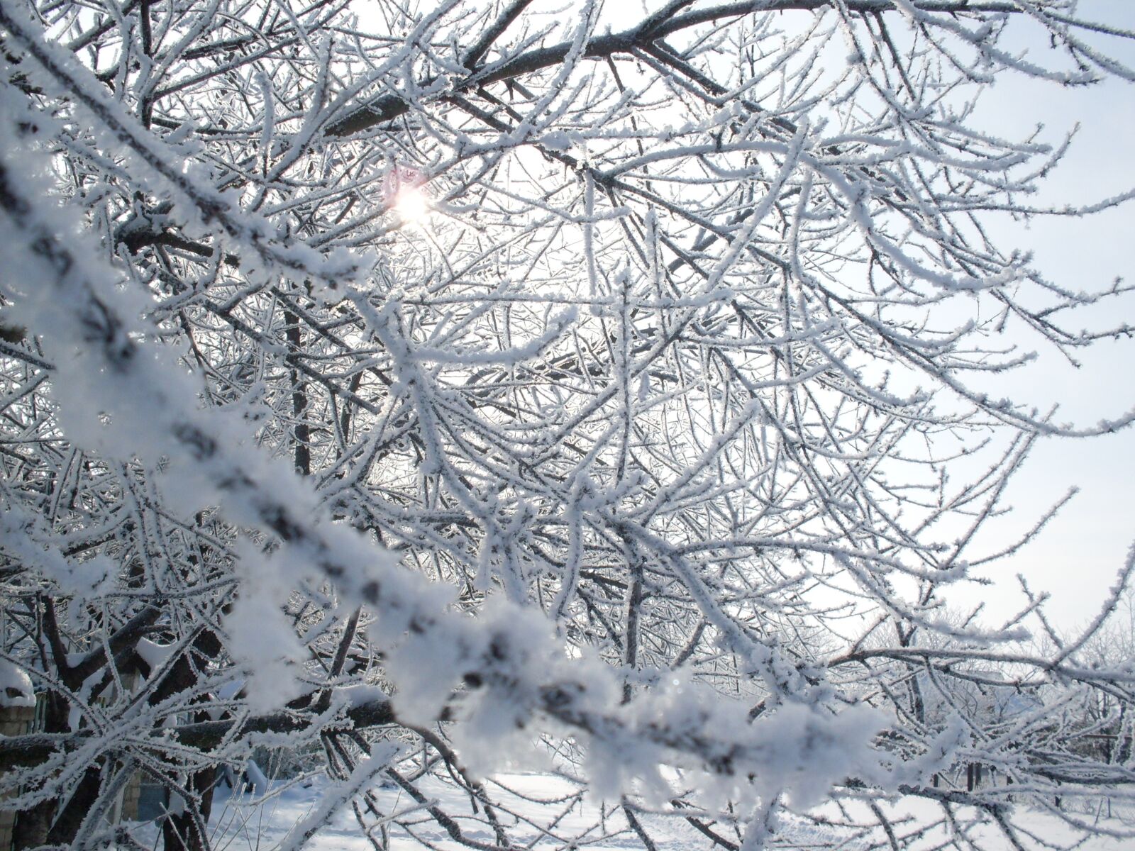 Samsung KENOX S860  / Samsung S860 sample photo. Snow, leann, frost photography