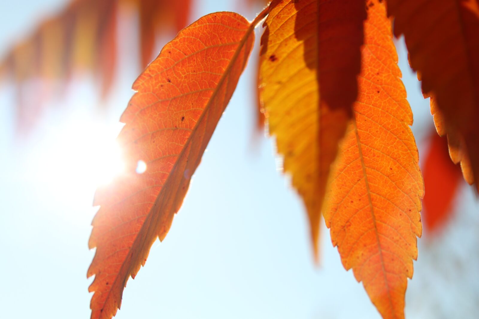 Canon EOS 500D (EOS Rebel T1i / EOS Kiss X3) sample photo. Sunbeam, leaves, tree photography