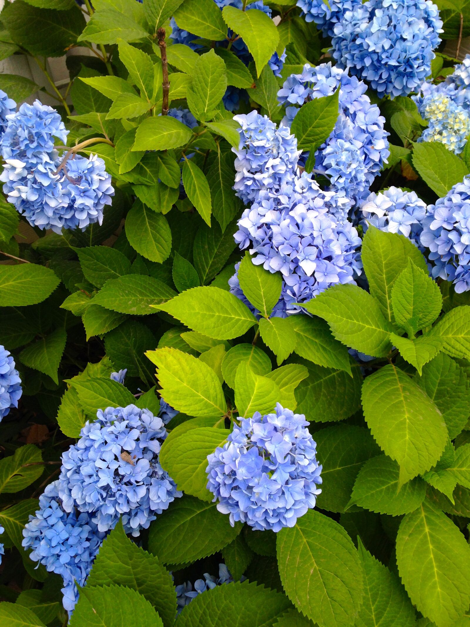 iPhone 5c back camera 4.12mm f/2.4 sample photo. Nature, flora, flower photography