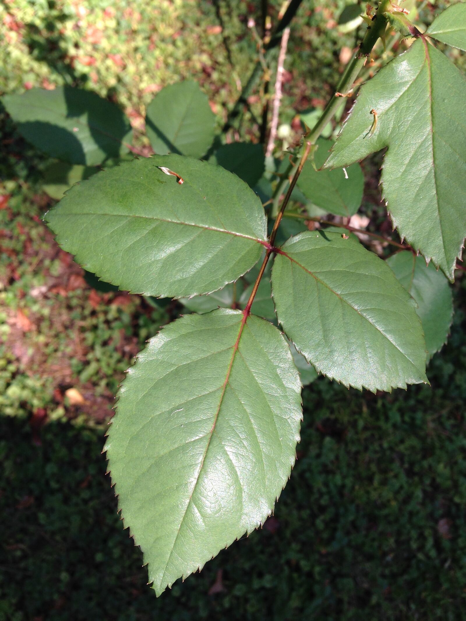 iPhone 5 back camera 4.12mm f/2.4 sample photo. Rose leaves, leaves, foliage photography