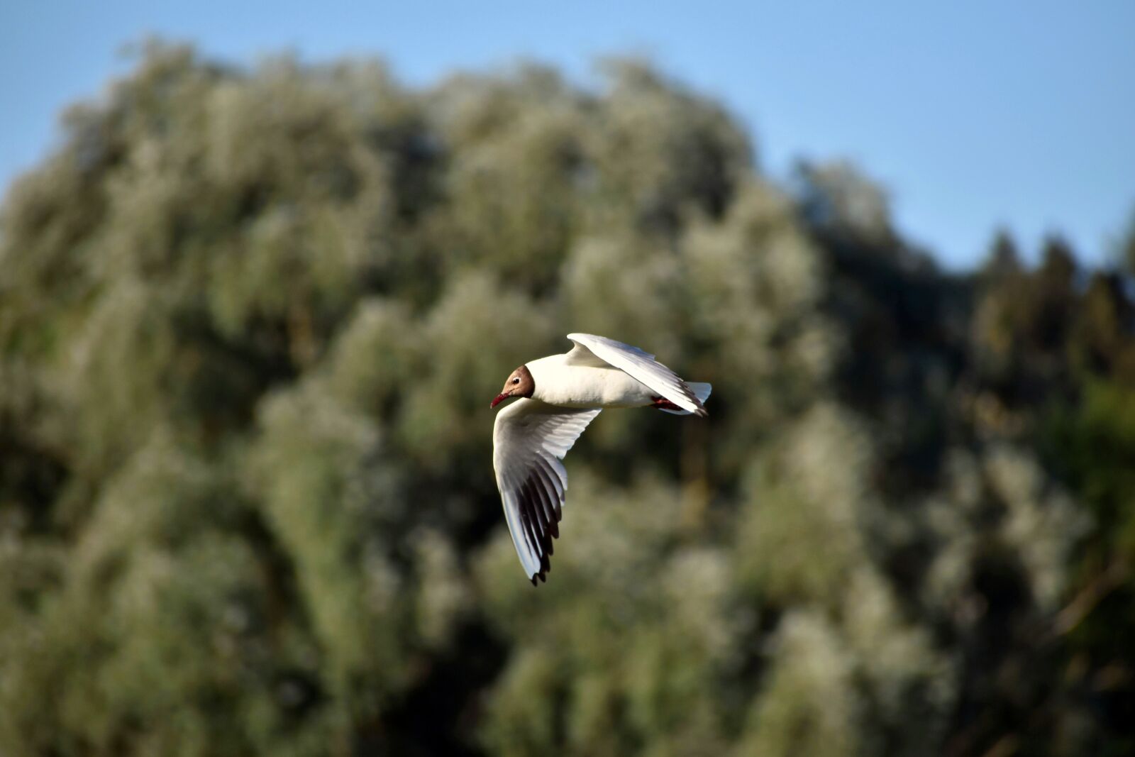 Nikon D3500 sample photo. Seagull, brown-headed gull, flying photography