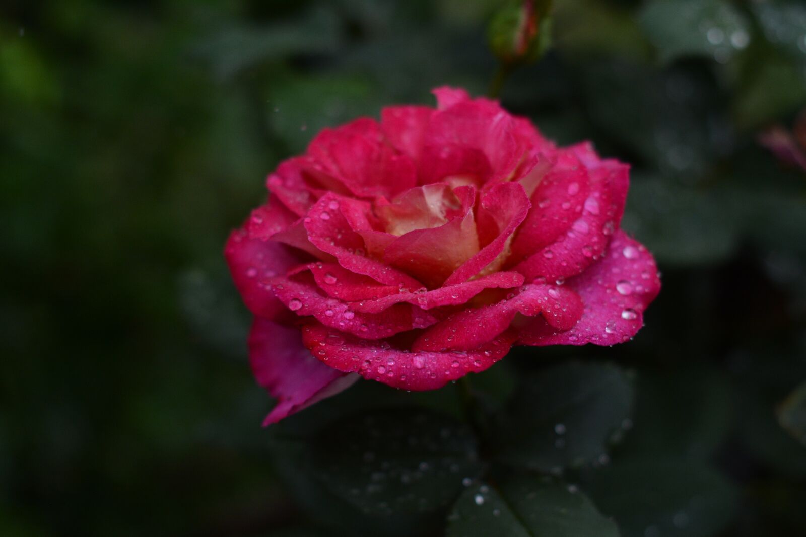 Nikon D7100 sample photo. Pink, rose, water photography