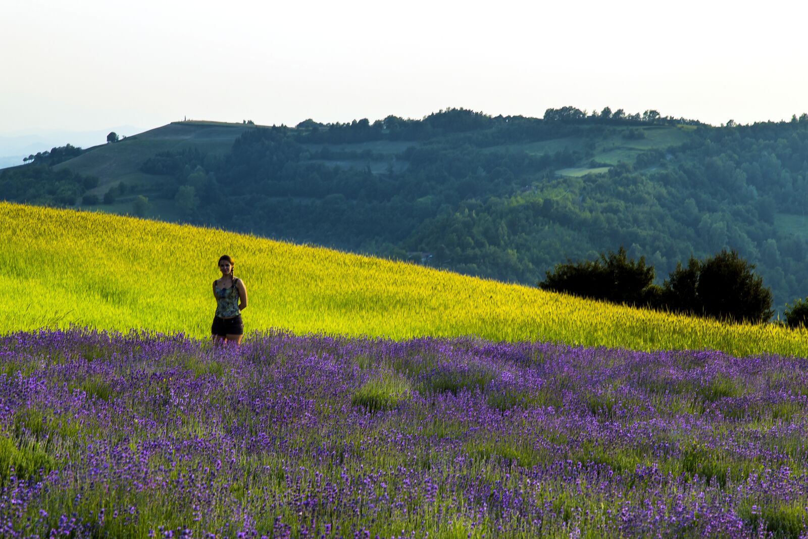 Canon EOS 6D + Canon EF 24-105mm F4L IS USM sample photo. Lavender, sale san giovanni photography