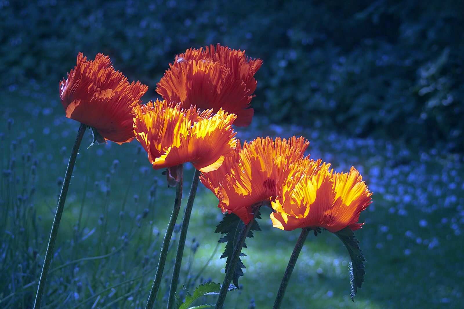 Canon EOS 350D (EOS Digital Rebel XT / EOS Kiss Digital N) sample photo. Poppy, flowers, poppy flower photography