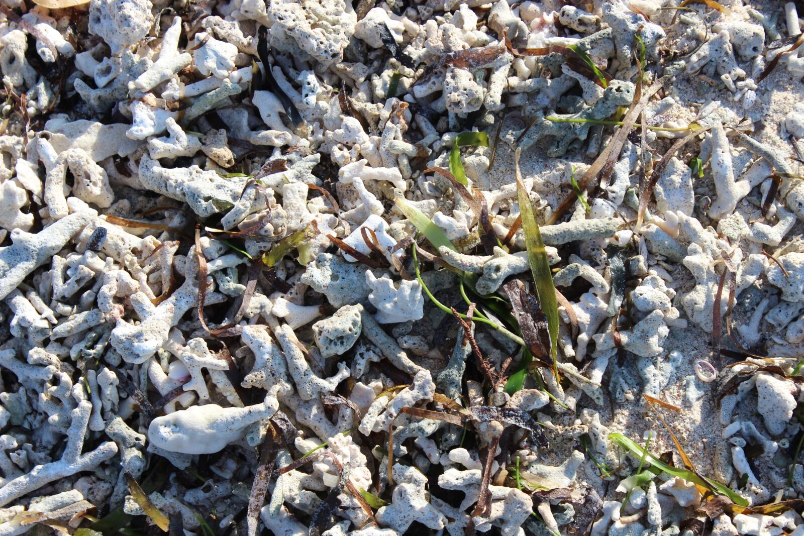 Canon EOS 600D (Rebel EOS T3i / EOS Kiss X5) sample photo. Beach, algae, holiday photography