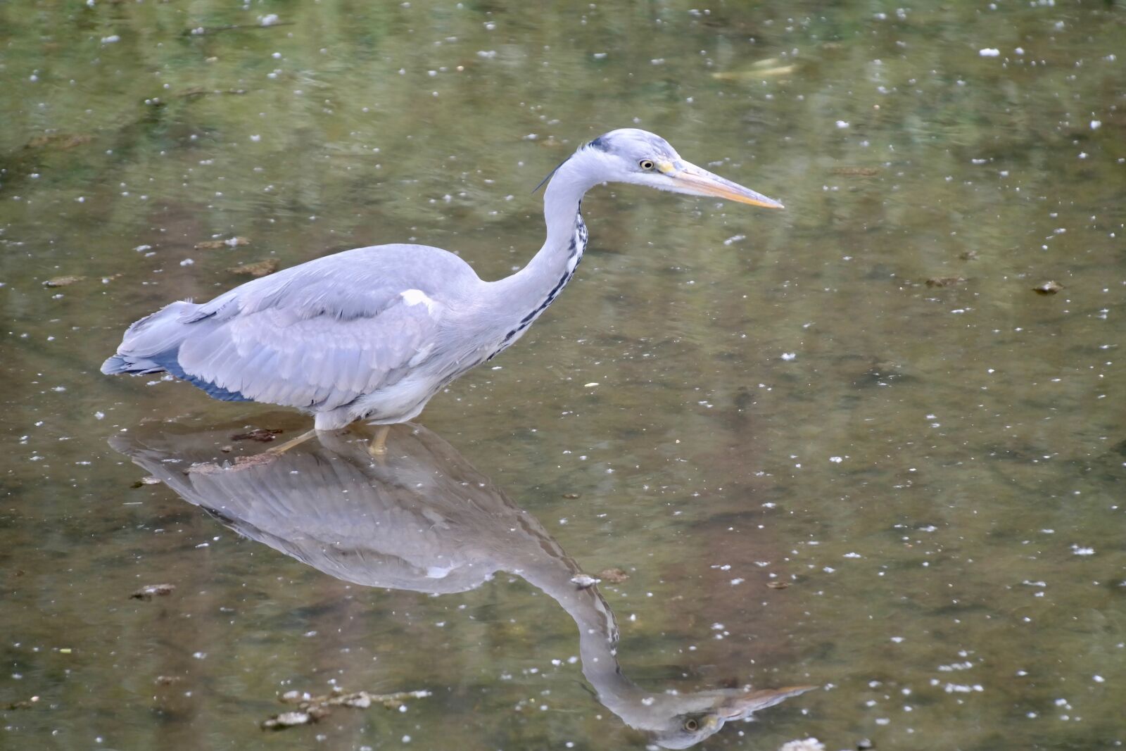 Samsung NX300 sample photo. Grey heron, heron, bill photography