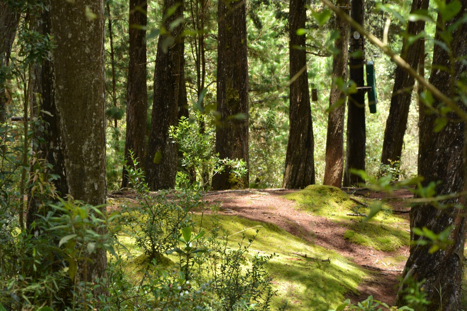 Nikon D7100 sample photo. Forest, dim light, landscape photography