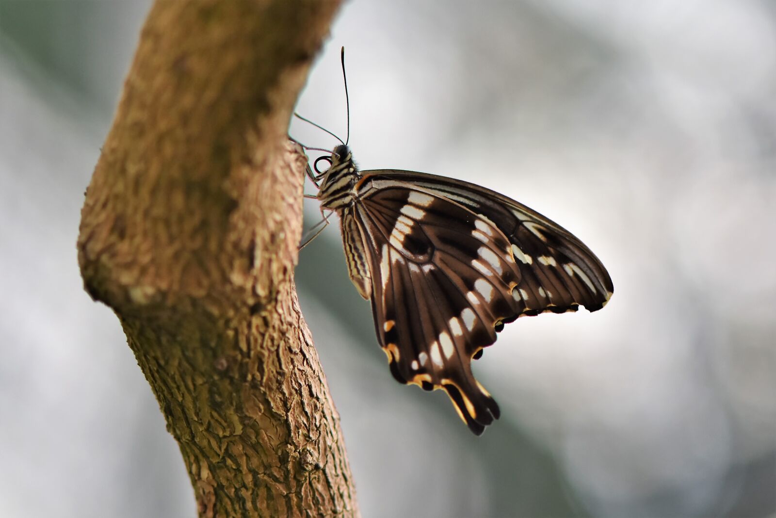 Nikon D7200 sample photo. Butterfly, schwalbenschwänzchen, insect photography