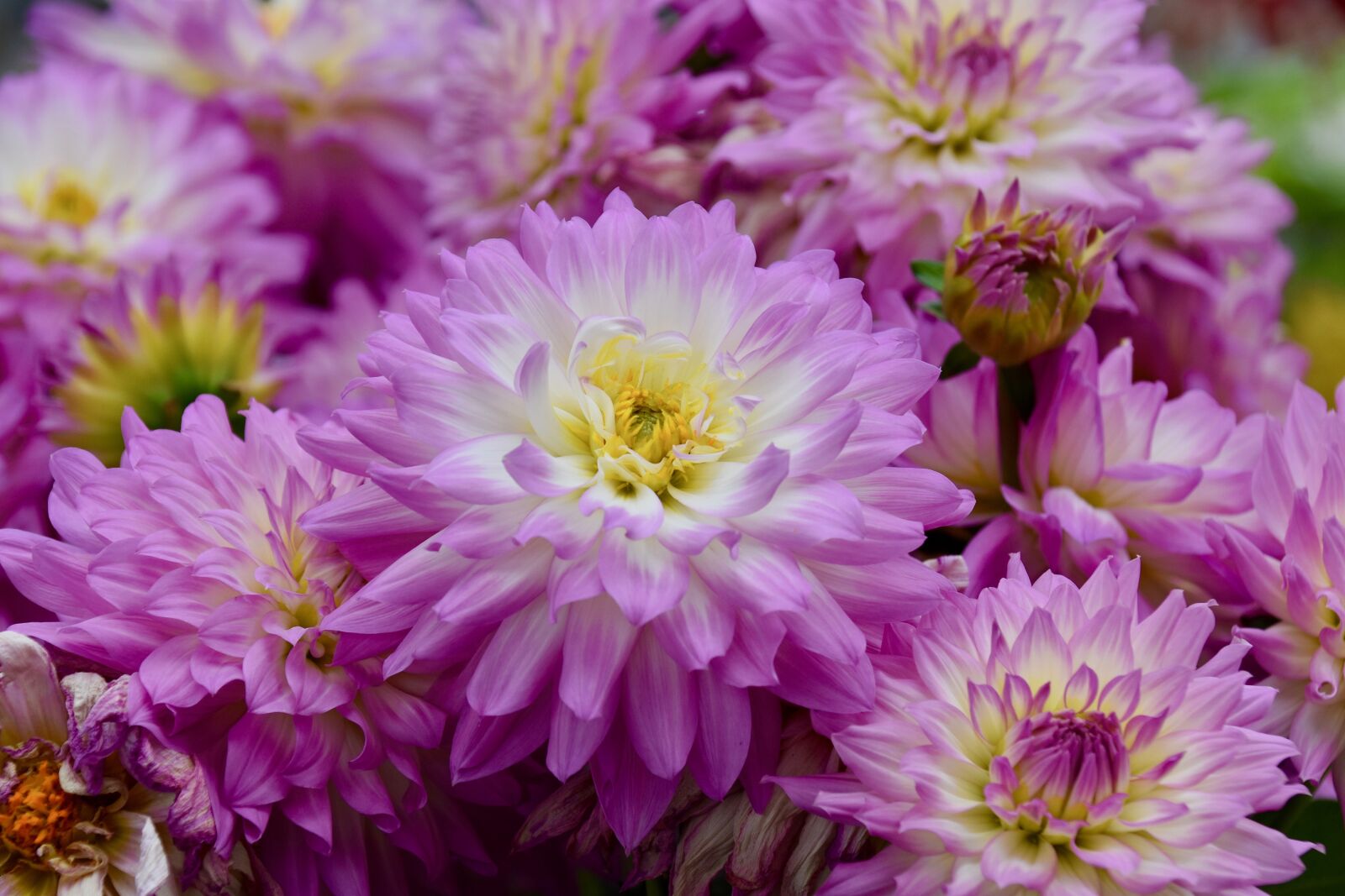 Nikon D5600 sample photo. Flower, flower of dahlia photography