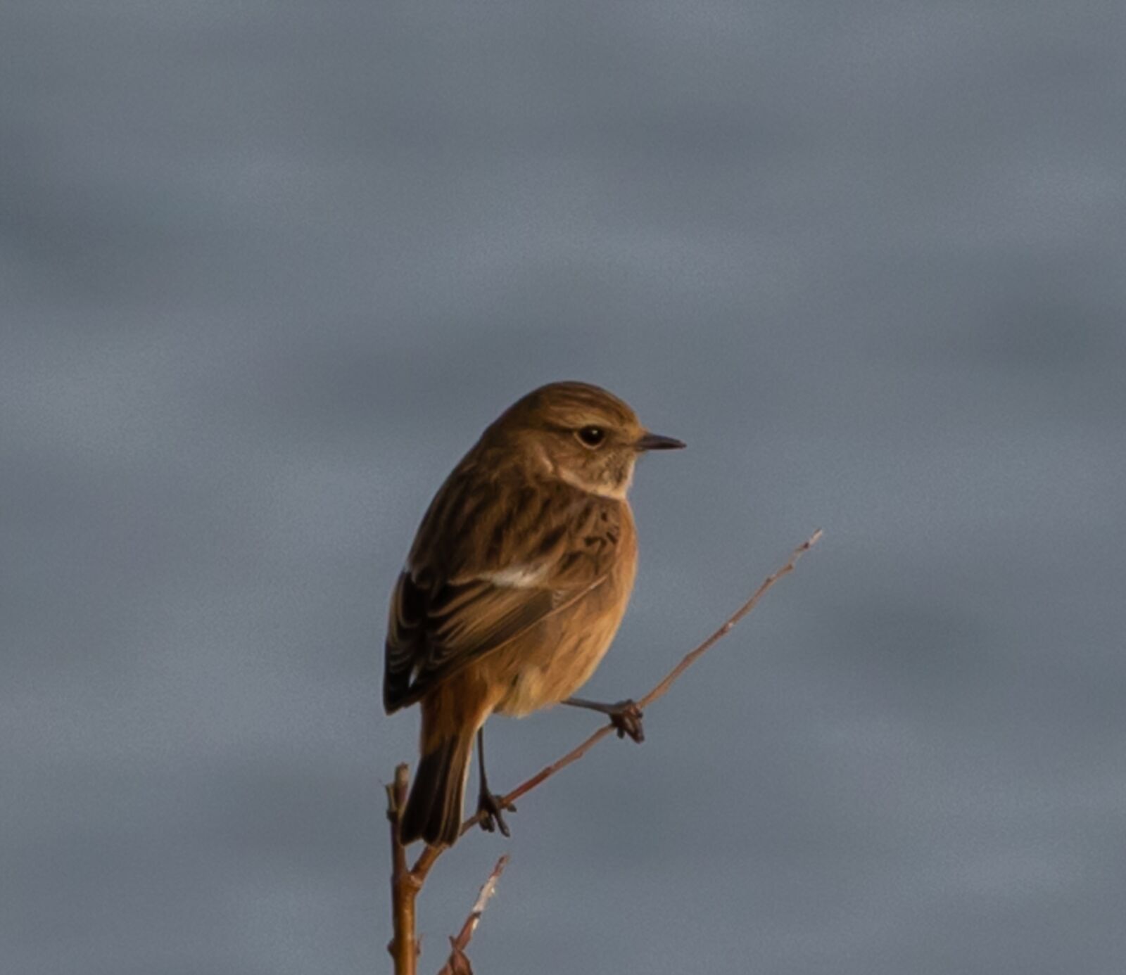 Canon EOS 7D Mark II sample photo. Stonechat, small bird, songbird photography