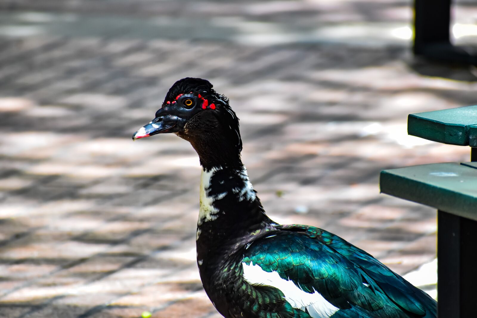 Nikon D3500 sample photo. Duck, park, nature photography