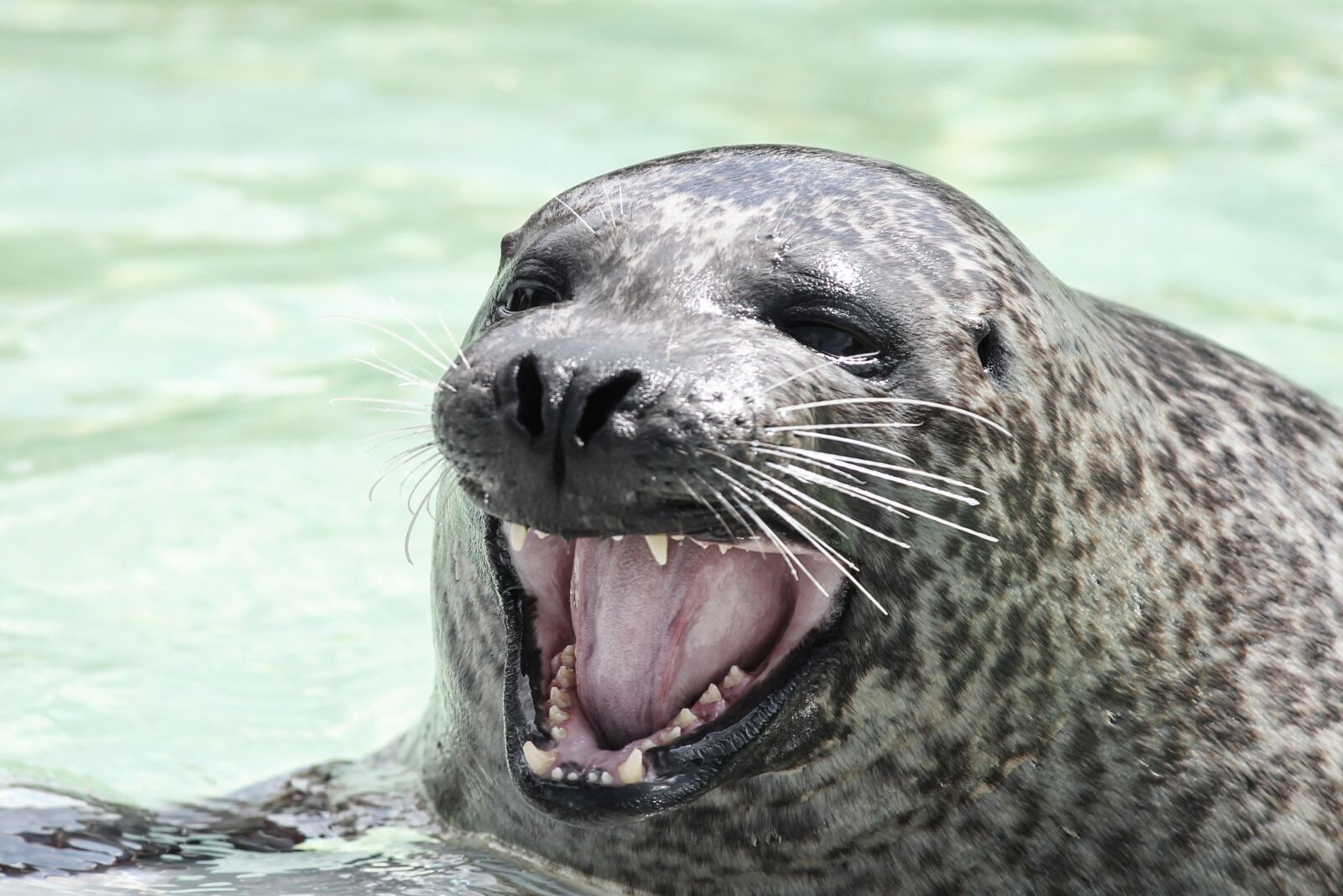 Canon EOS 1100D (EOS Rebel T3 / EOS Kiss X50) sample photo. Seal, robbe, snout photography