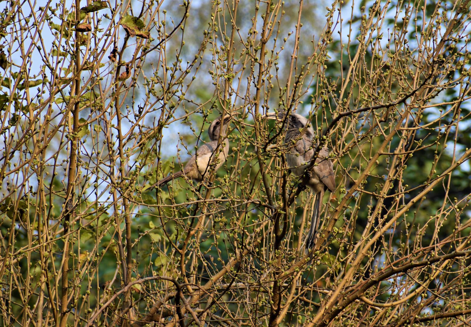 Nikon D5600 sample photo. Nature, hornbill, bird photography