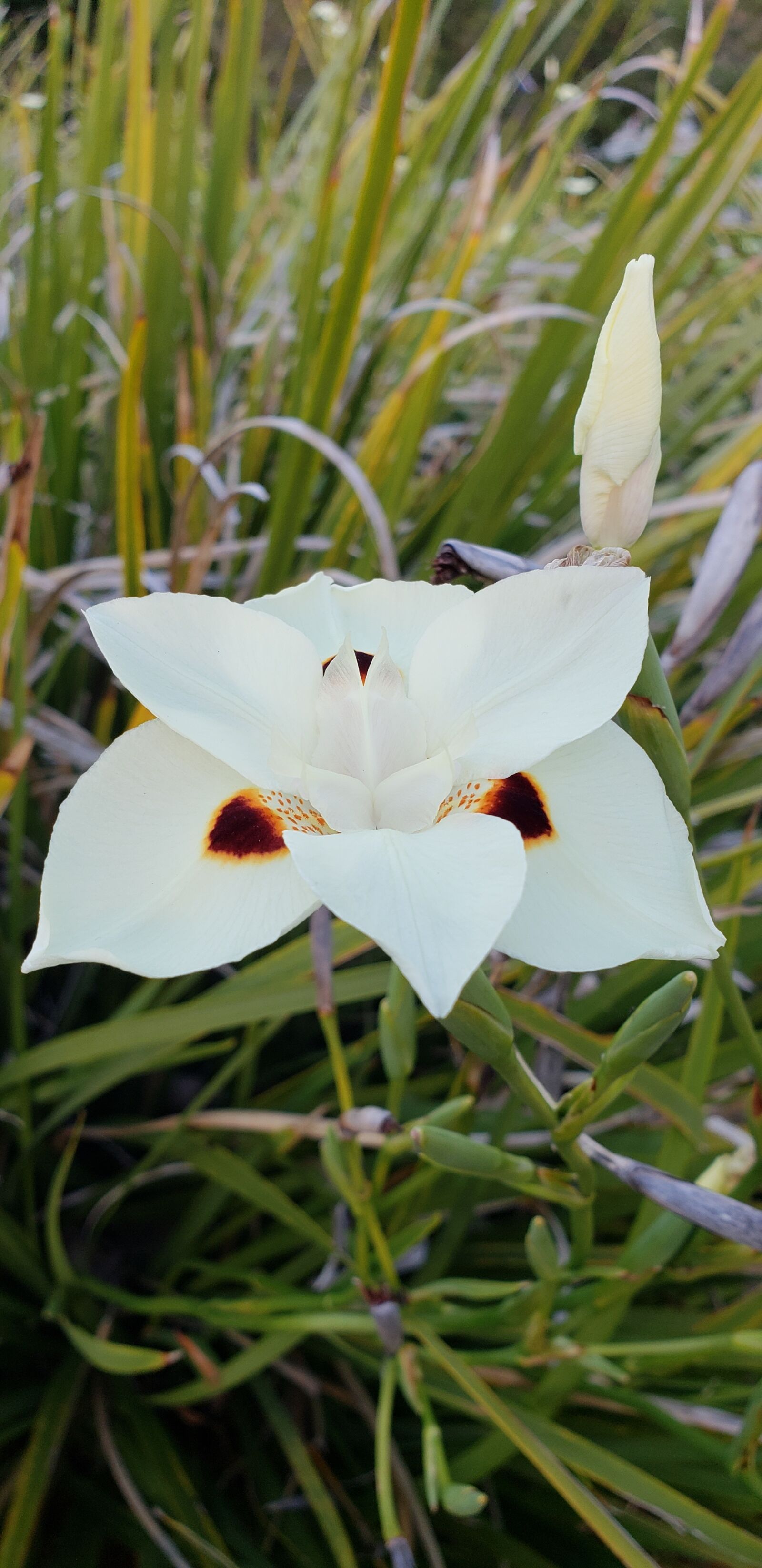 Samsung Galaxy S9+ sample photo. Flower, nature, flora photography