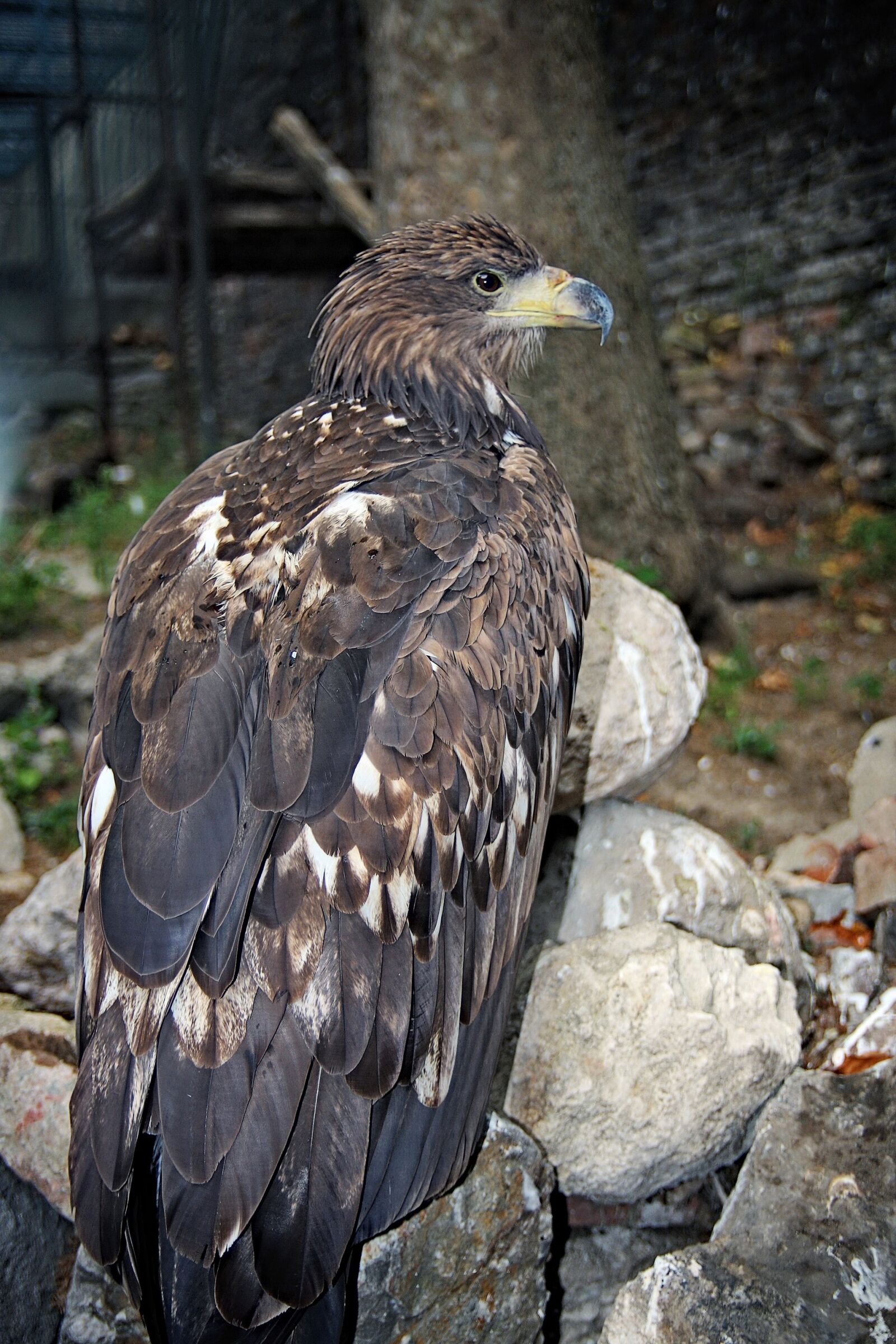 Canon EOS 40D sample photo. Eagle, bird, animal photography