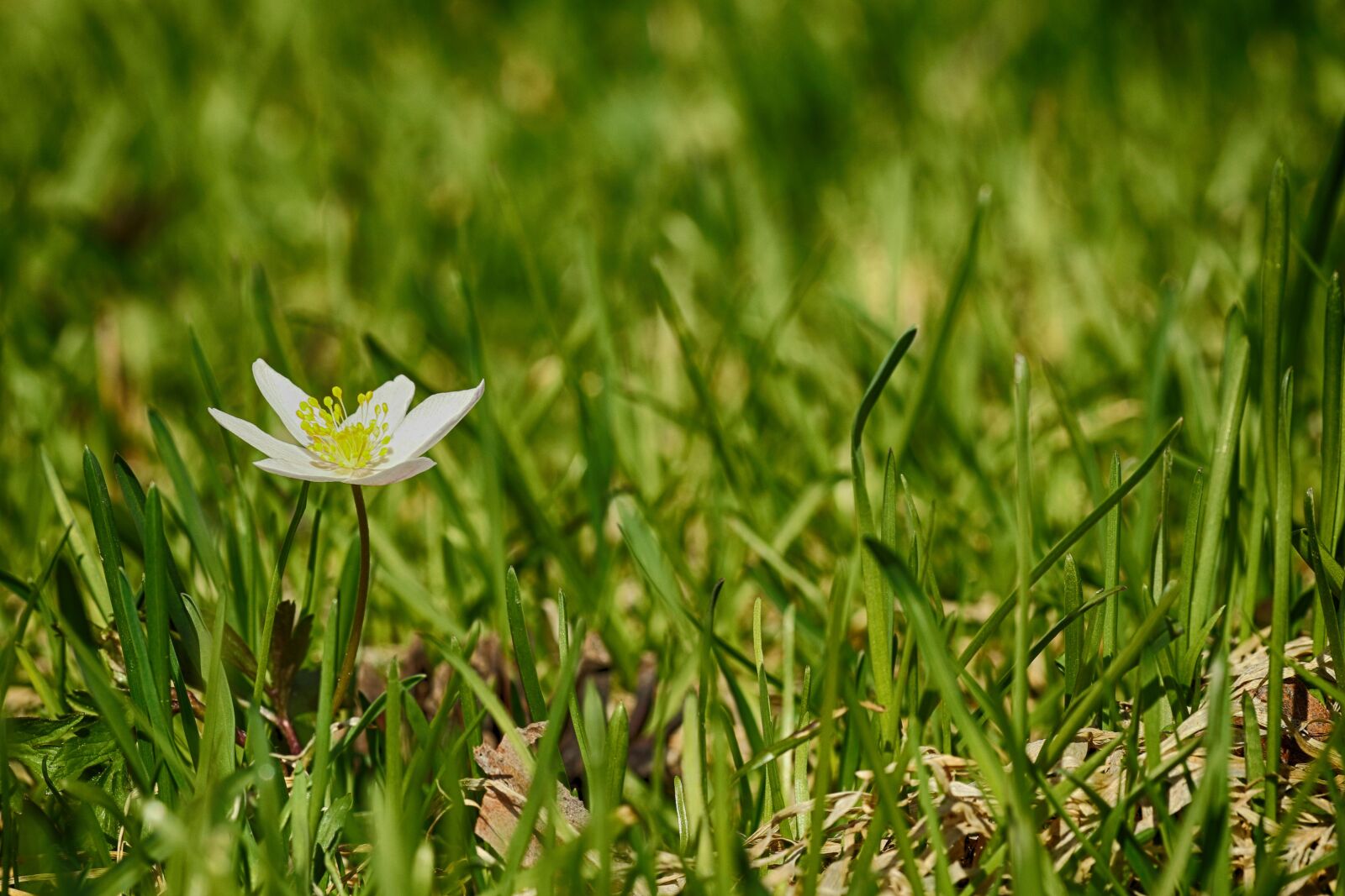 Canon EOS 7D Mark II + Canon EF 135mm F2L USM sample photo. Anemones, flower, grass photography
