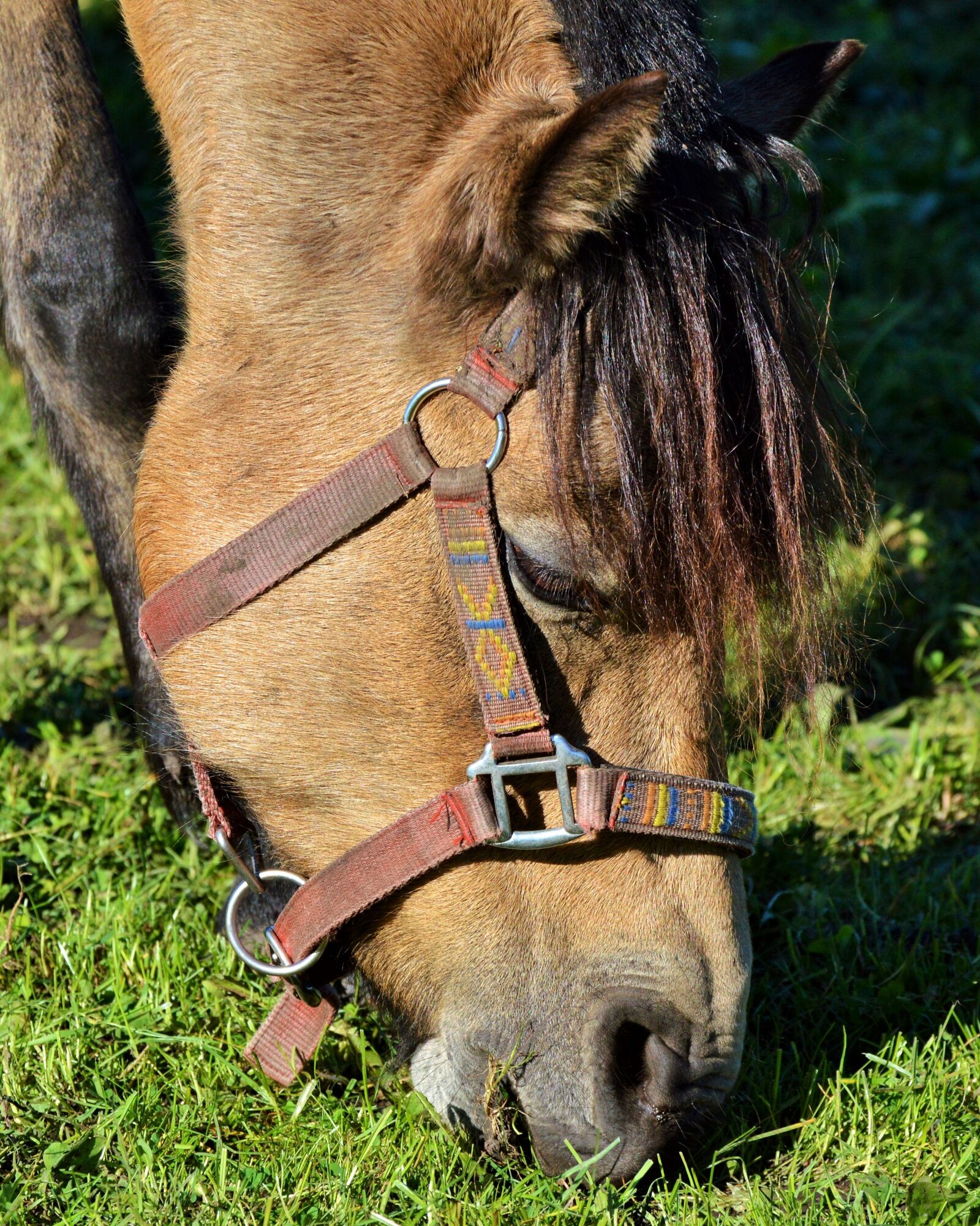 Nikon D3200 sample photo. Horse, pony, ride photography