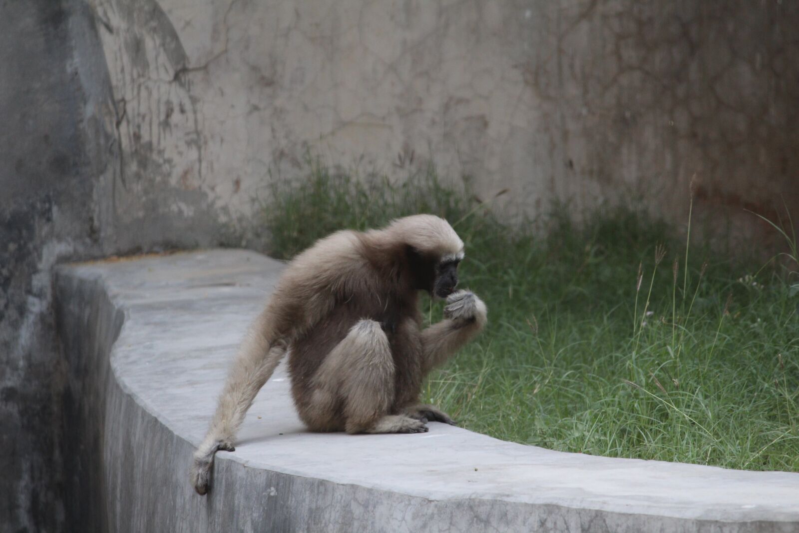 Canon EOS 1200D (EOS Rebel T5 / EOS Kiss X70 / EOS Hi) sample photo. Monkey, zoo, wildlife photography