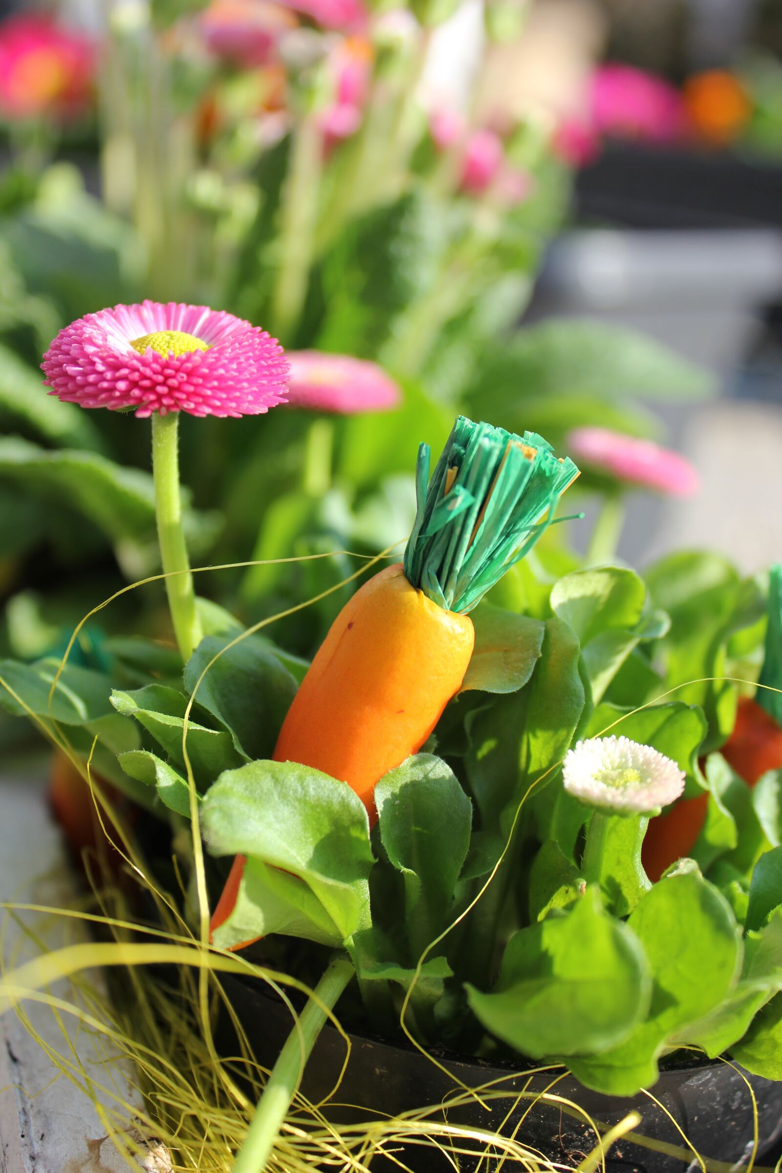 Canon EOS 550D (EOS Rebel T2i / EOS Kiss X4) sample photo. Easter, carrot, flower photography