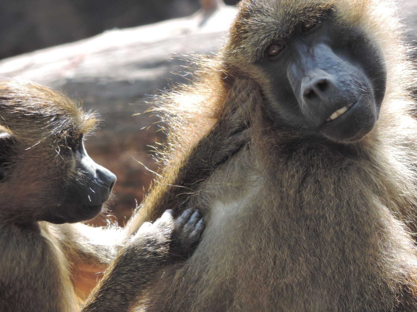 Nikon Coolpix P520 sample photo. Baboon, monkey, zoo photography