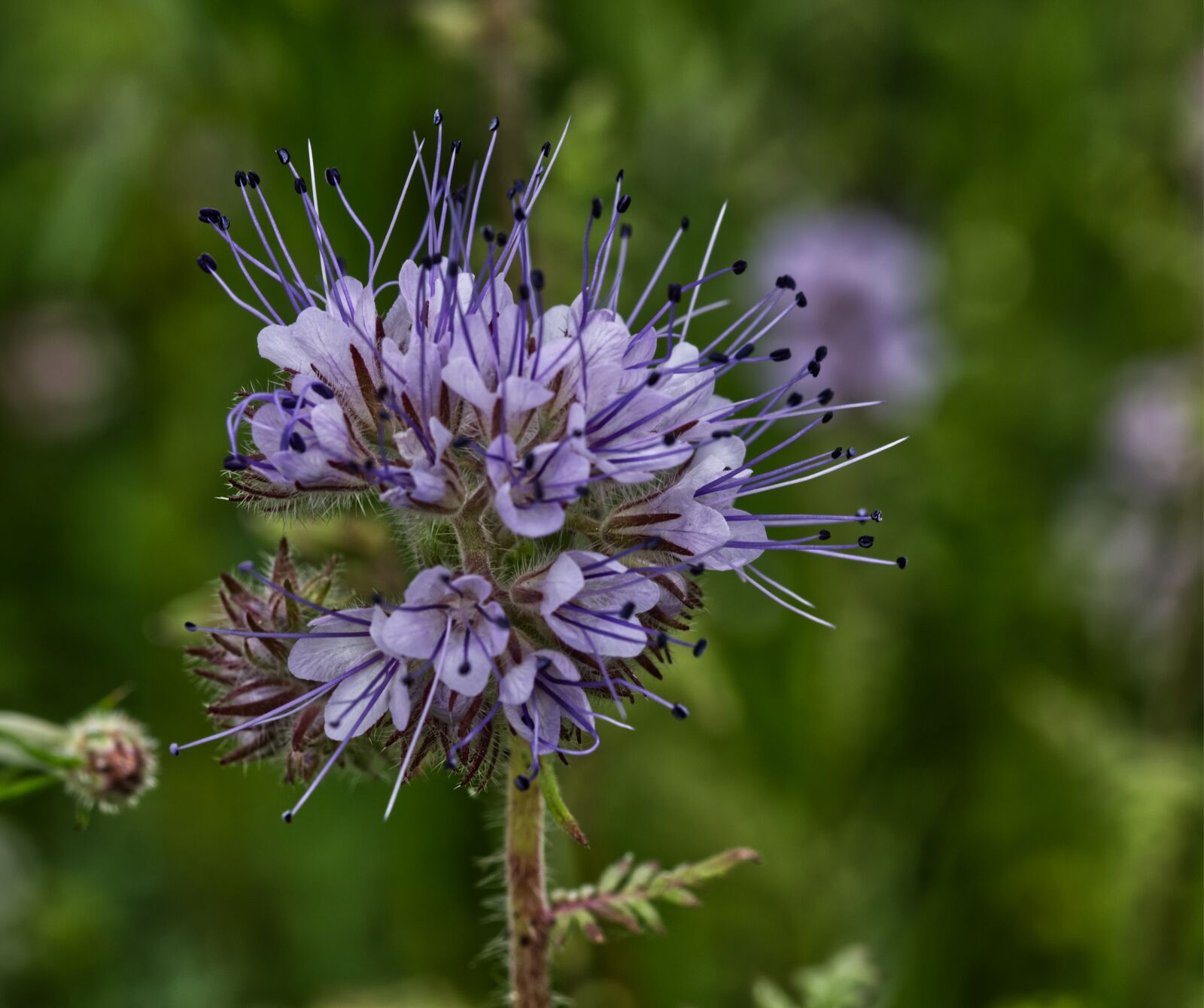 Nikon D5500 sample photo. Flower, blossom, bloom photography