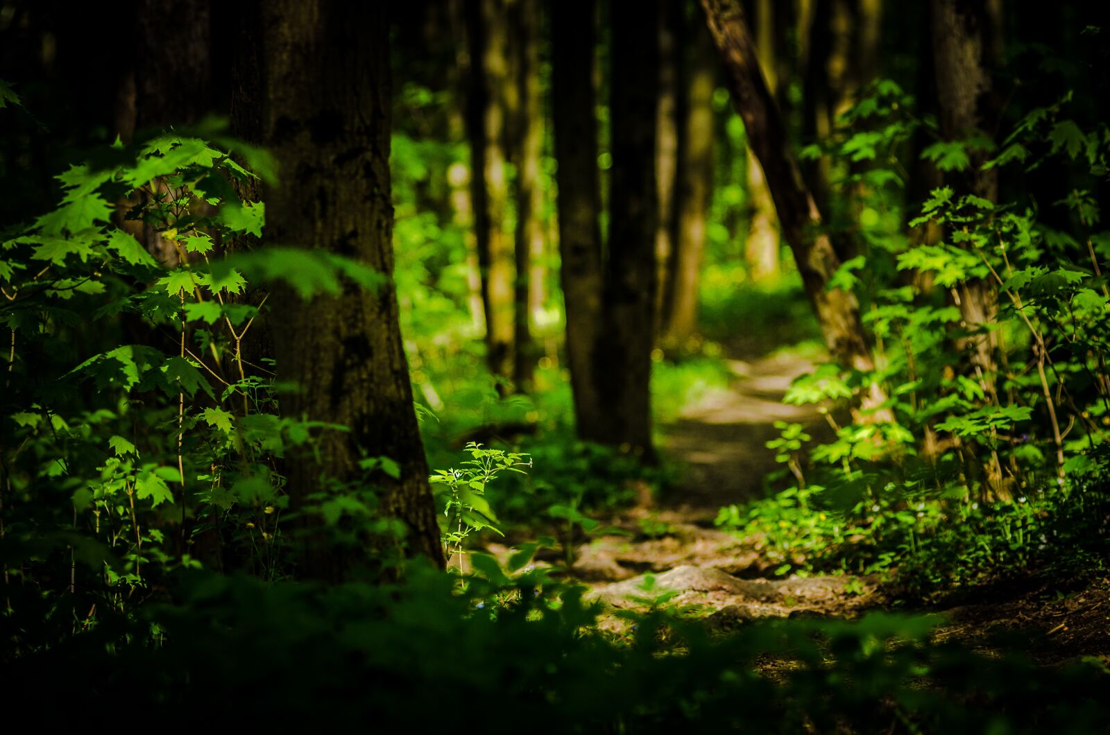 Nikon D5100 sample photo. Trail, forest, nature photography