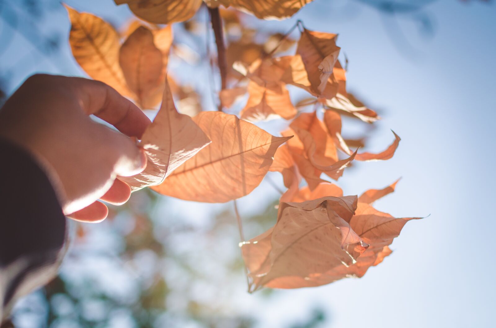 Nikon D5100 sample photo. Leaves, west, light photography
