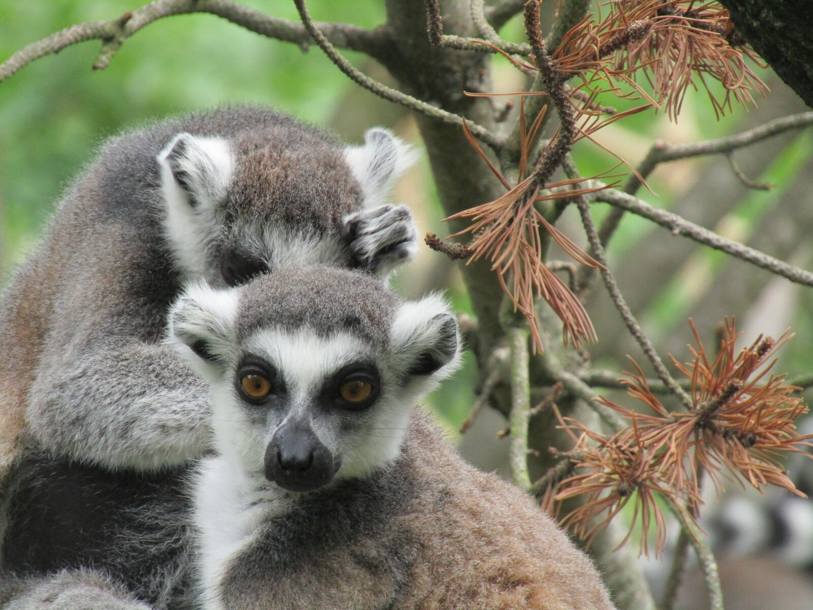 Canon PowerShot SX410 IS sample photo. Lemur, zoo, animal photography