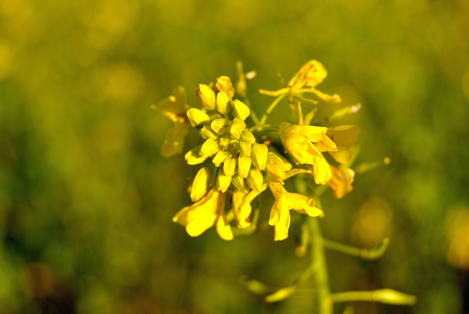 Nikon D3000 sample photo. Field, oilseed rape, blossom photography