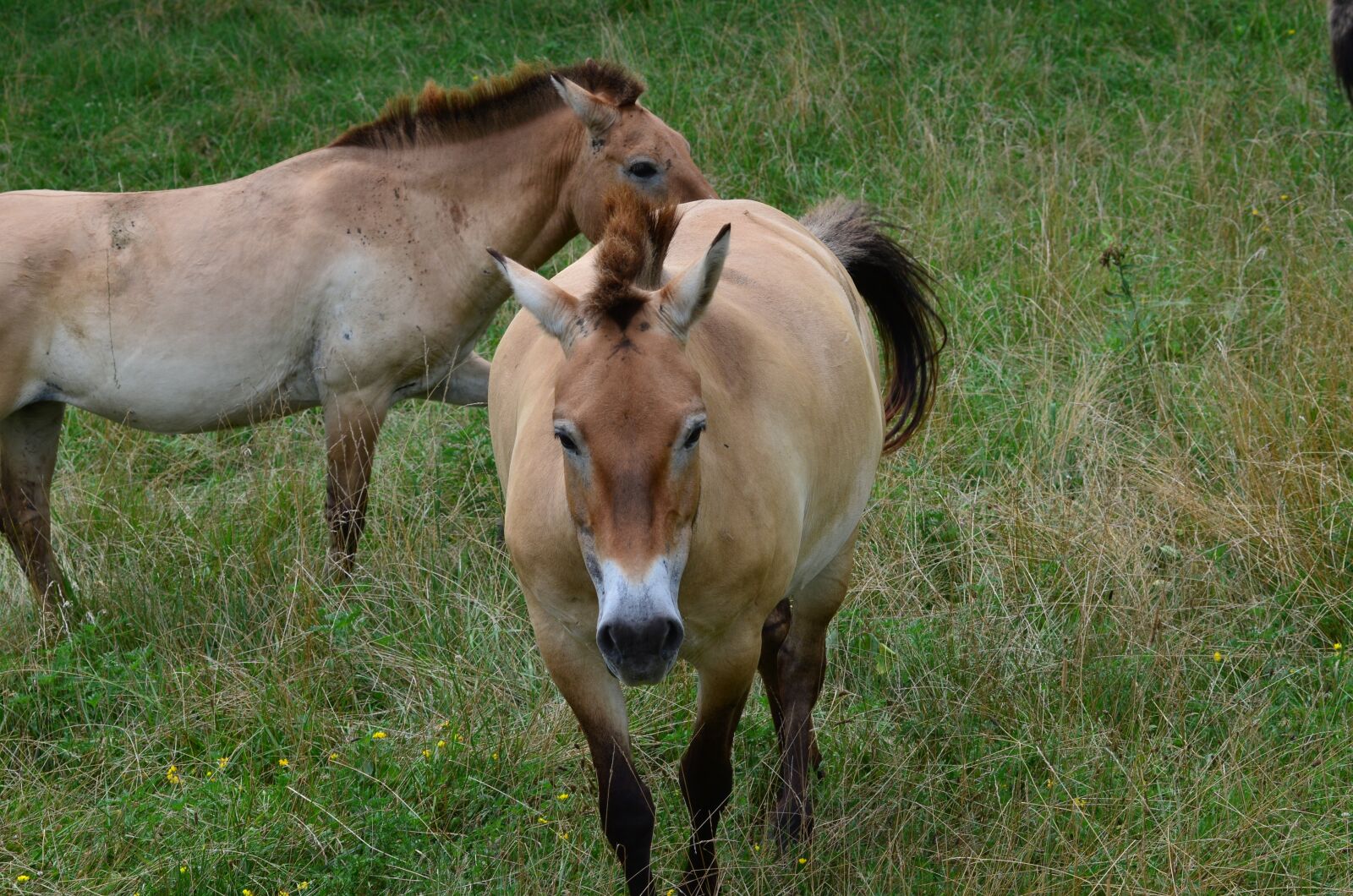 Nikon D7000 sample photo. Horse, wild, feral photography