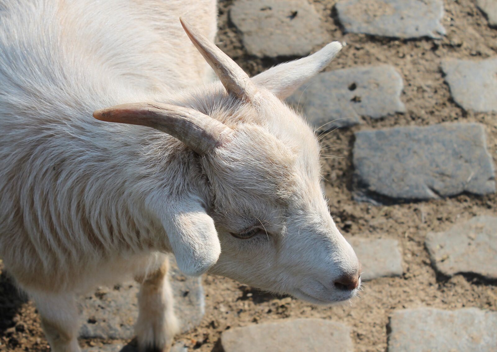 Canon EOS 1100D (EOS Rebel T3 / EOS Kiss X50) sample photo. Goat, pet, animal photography
