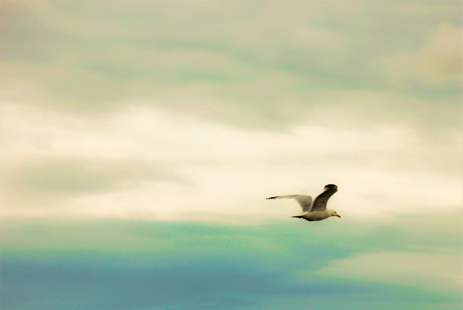 Canon EOS 550D (EOS Rebel T2i / EOS Kiss X4) sample photo. Sky, bird, sea photography