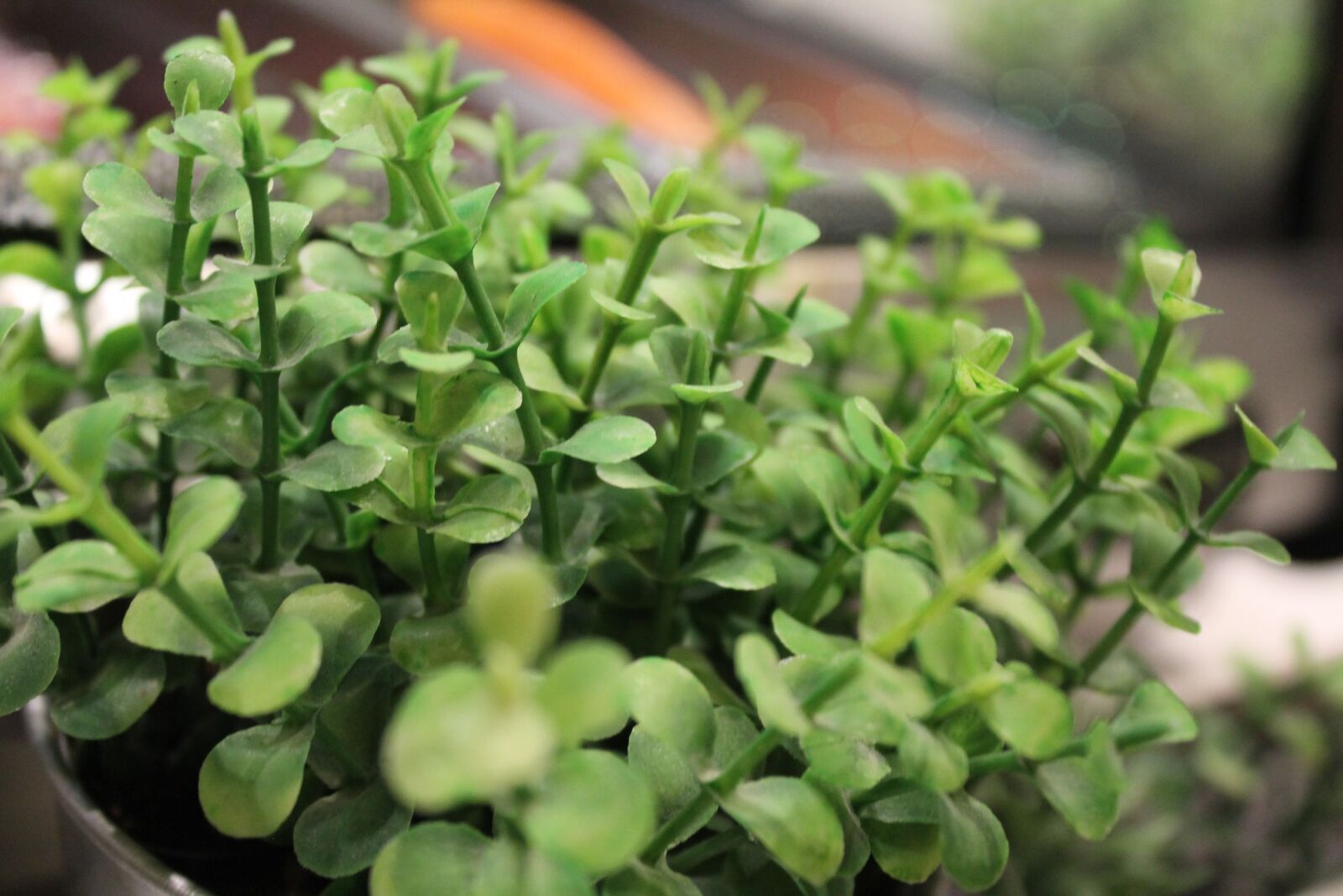 Canon EOS 1100D (EOS Rebel T3 / EOS Kiss X50) sample photo. Plantas, verde, bonito photography
