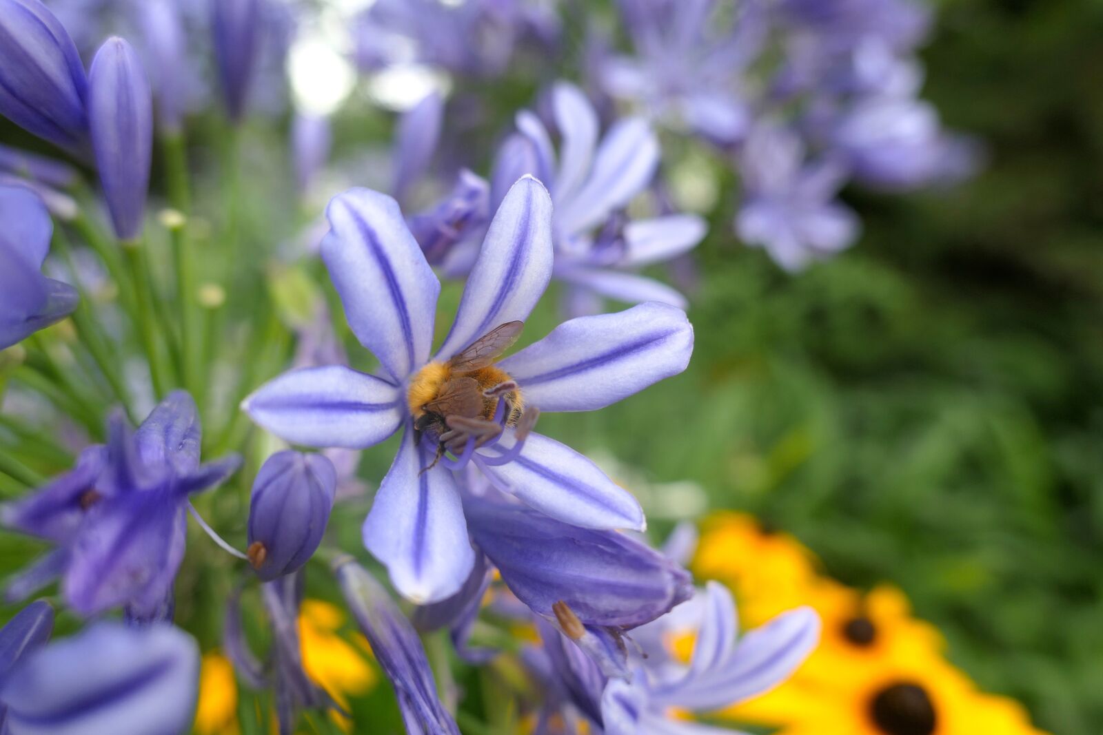 Panasonic Lumix DMC-LX10 (Lumix DMC-LX15) sample photo. Bee, flowers, honey photography