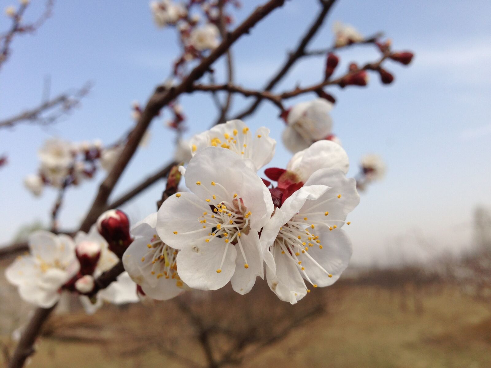 Apple iPhone 5 sample photo. Spring, peach blossom, in photography