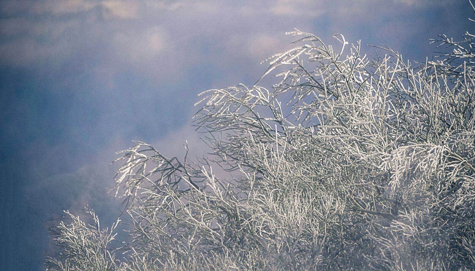 Nikon D500 sample photo. Snow flower, winter, winter photography