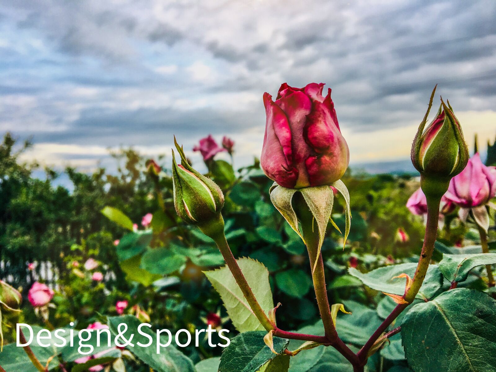 iPhone 6s Plus back camera 4.15mm f/2.2 sample photo. Roses, field, flower photography
