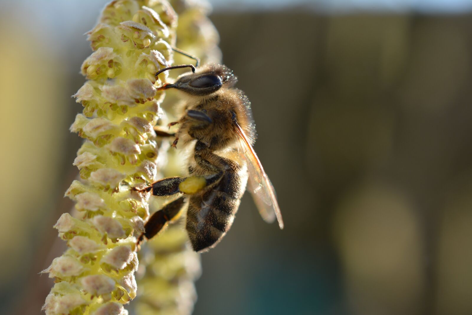 Nikon D5200 sample photo. Bee, yellow, close up photography