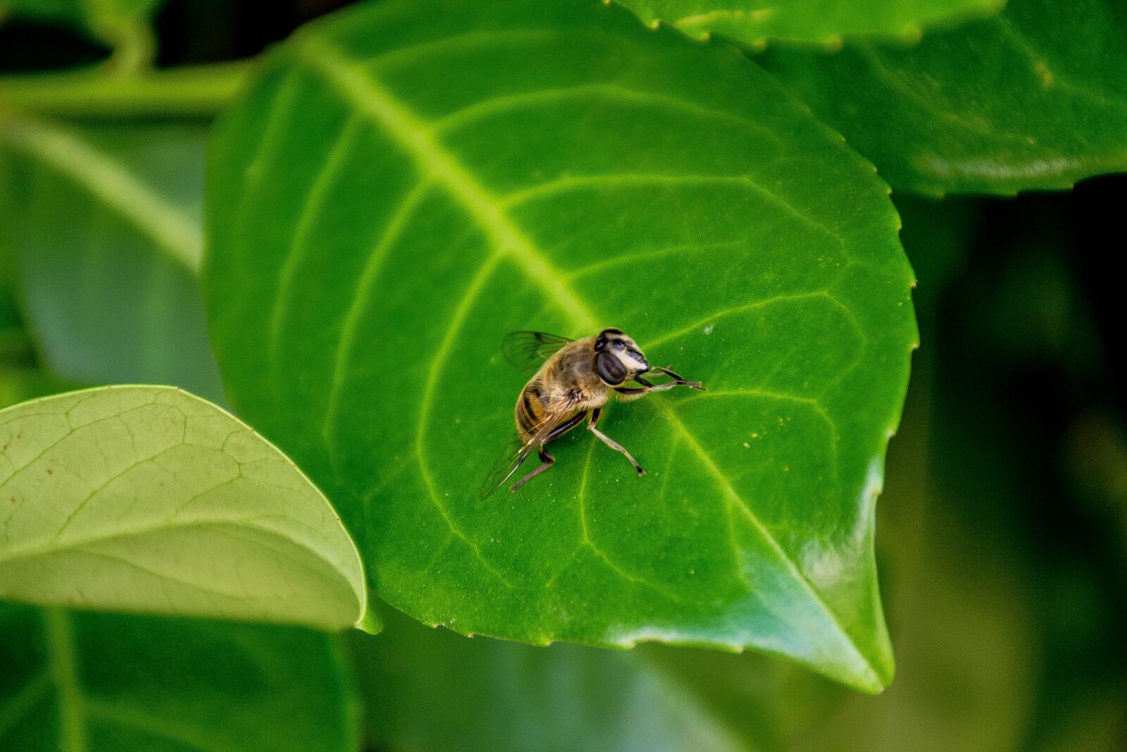 Nikon D5300 sample photo. Plans, incomplete, bee photography
