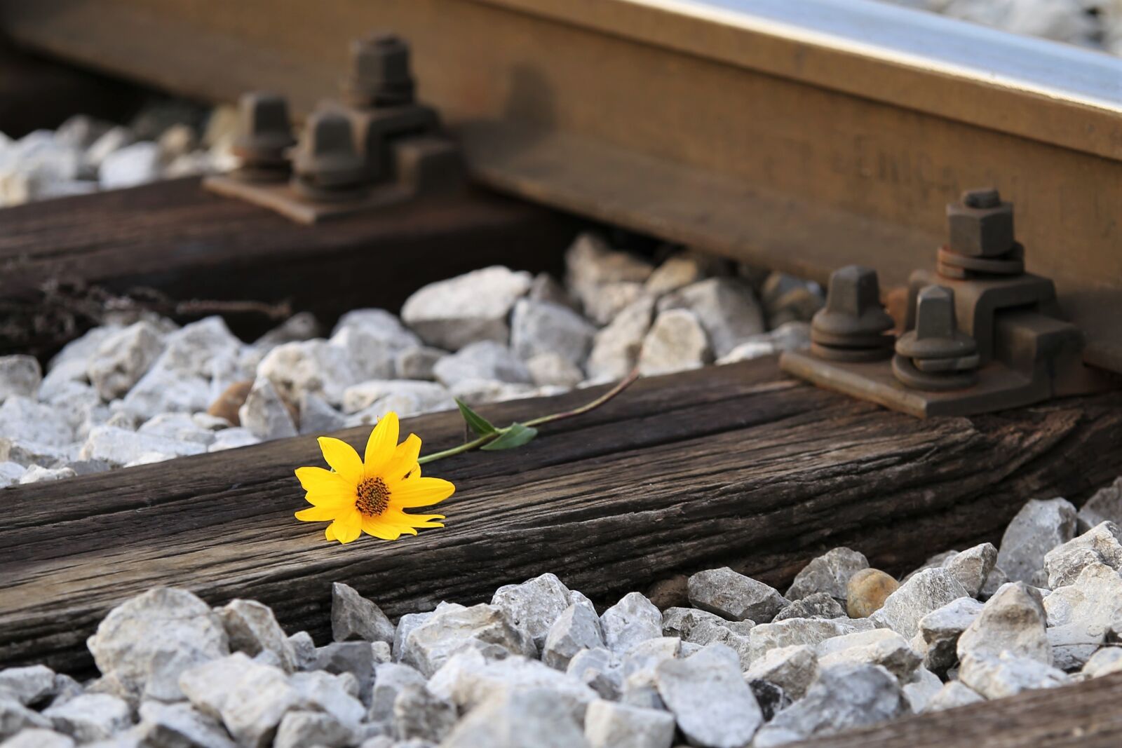 Tamron 70-210mm F4 Di VC USD sample photo. Rail track, outdoor, flower photography