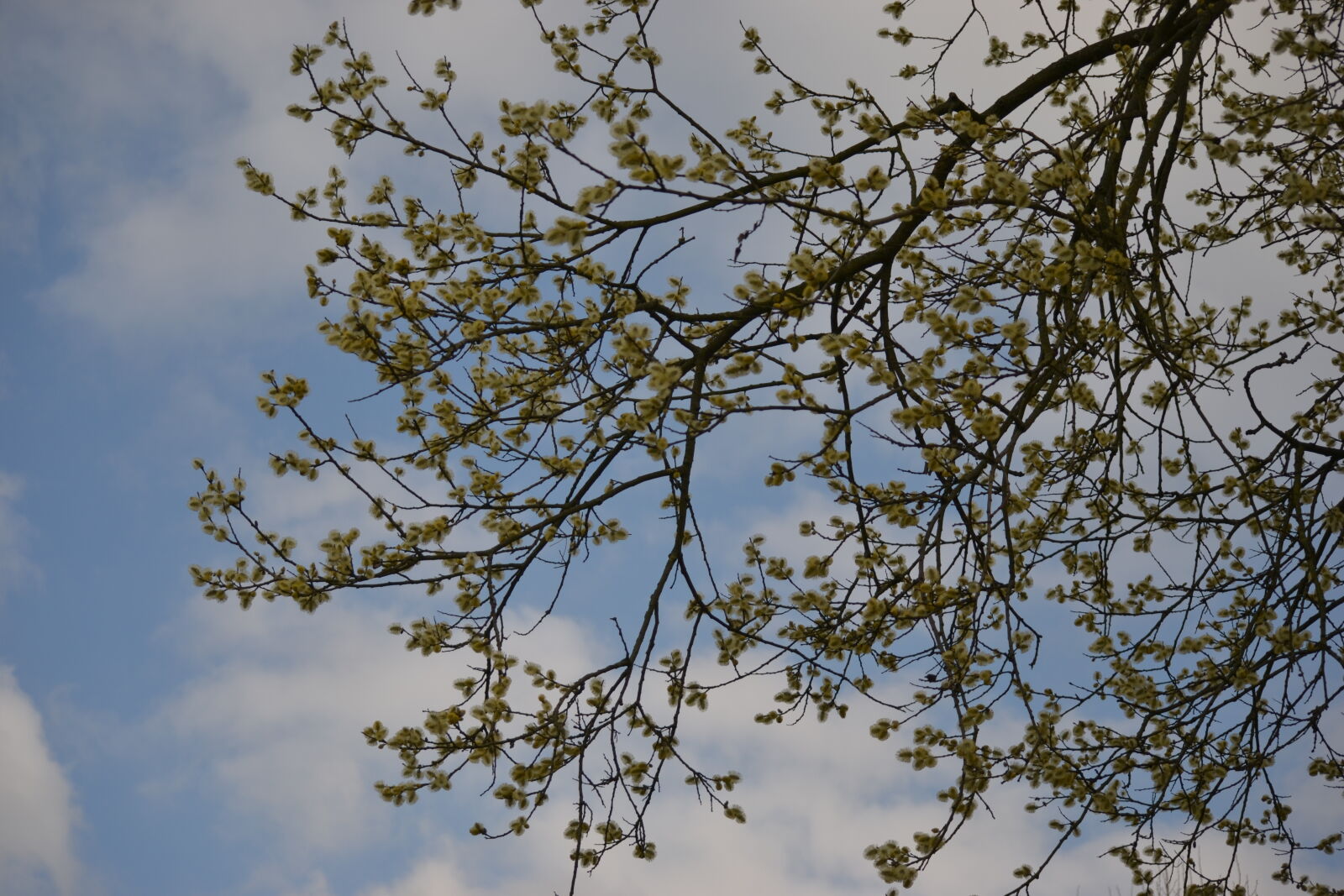 Nikon D3100 sample photo. Kitten, tree, tree, top photography