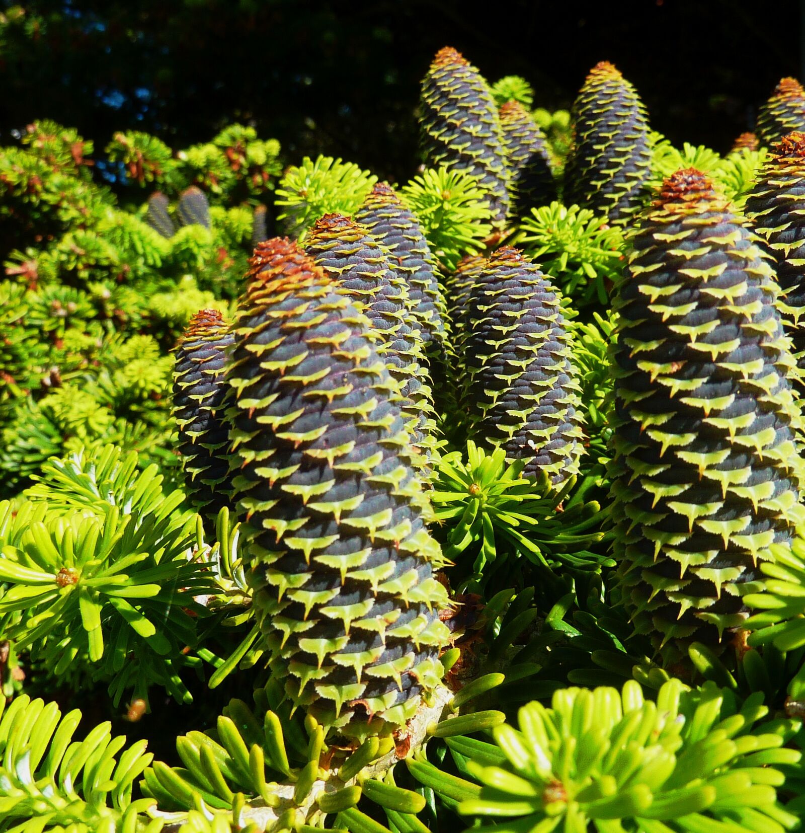 Panasonic DMC-TZ7 sample photo. Tap, conifer, conifers photography