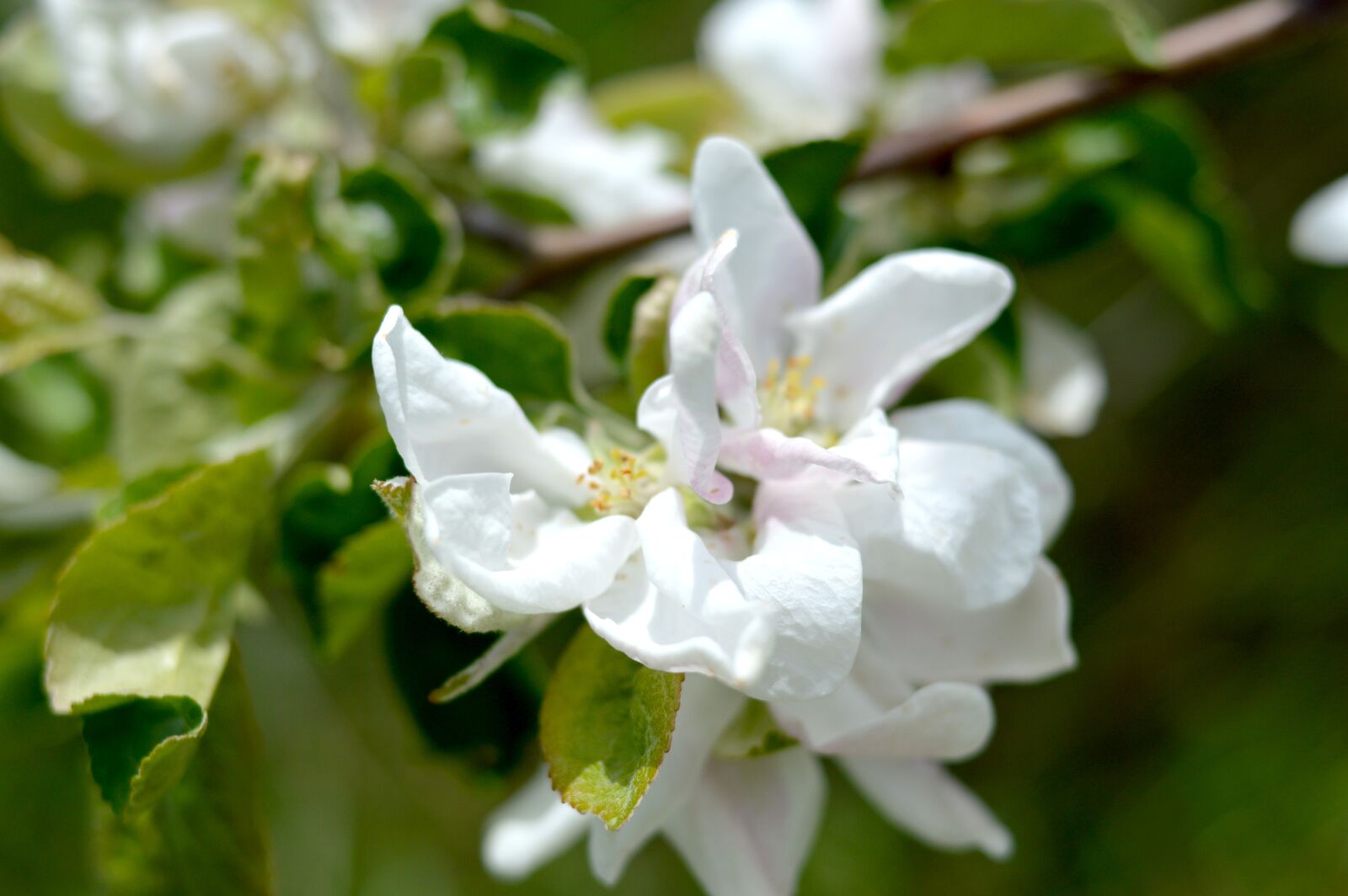 Nikon D3200 sample photo. Appletree, flowers, spring photography