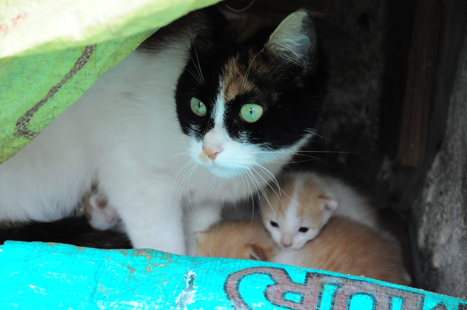 Nikon D90 sample photo. Cat, cat official, cat photography