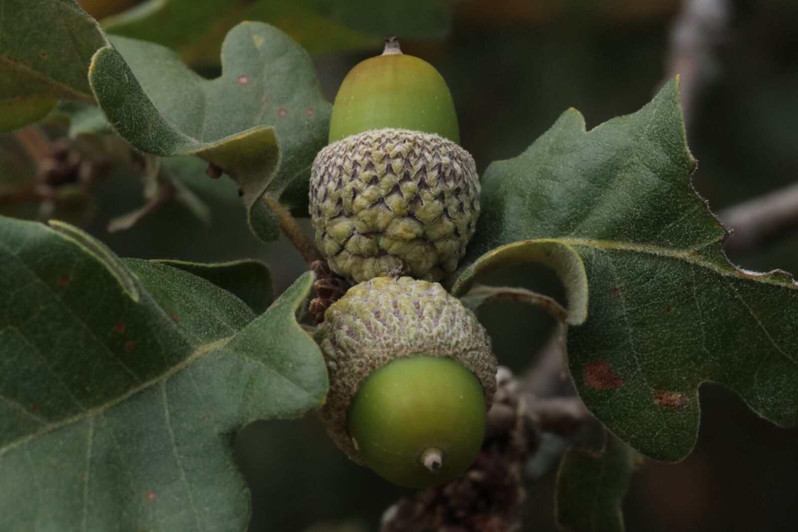 Tamron SP 90mm F2.8 Di VC USD 1:1 Macro sample photo. Acorn, oak, green photography